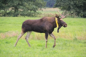 Senderelch Bert auf einer Wiese