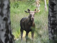 Elch im Wald