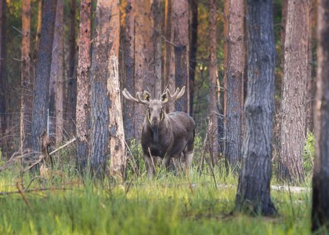 Elch im Kiefernwald