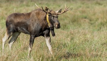 Senderelch Bert mit GPS-Halsband im hohen Gras