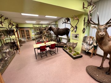 Blick in die wildbiologische Lehrsammlung der HNEE