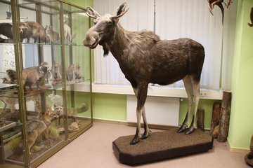 Standpräparat des Eberswalder Elchs in der Lehrsammlung der HNEE