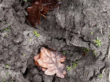 Trittsiegel eines Elchs im Boden