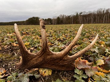 Abgeworfene Geweihstange eines Elchs auf einem Feld